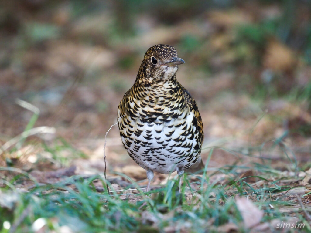 秋ヶ瀬公園トラツグミ