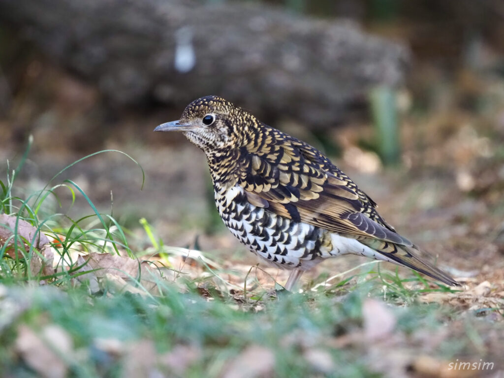 秋ヶ瀬公園トラツグミ