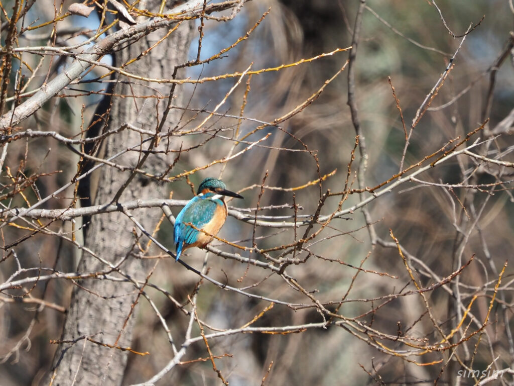秋ヶ瀬公園カワセミ