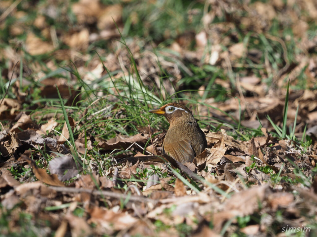 秋ヶ瀬公園ガビチョウ