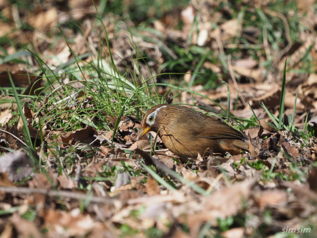 秋ヶ瀬公園ガビチョウ