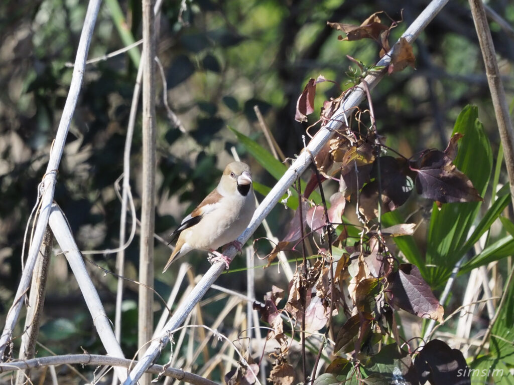 秋ヶ瀬公園シメ