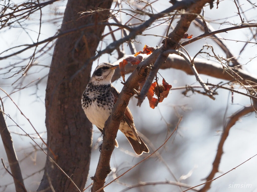 秋ヶ瀬公園ツグミ