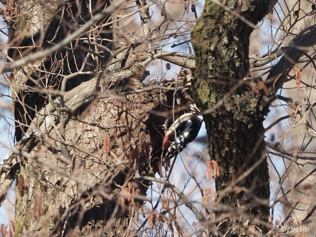 秋ヶ瀬公園アカゲラ