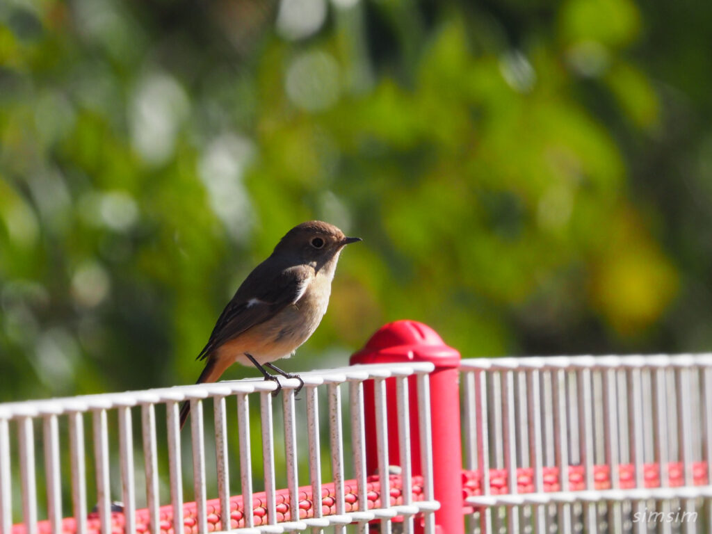 秋ヶ瀬公園ジョウビタキ