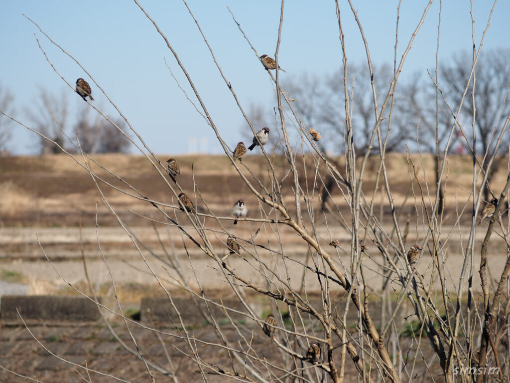 秋ヶ瀬公園スズメ
