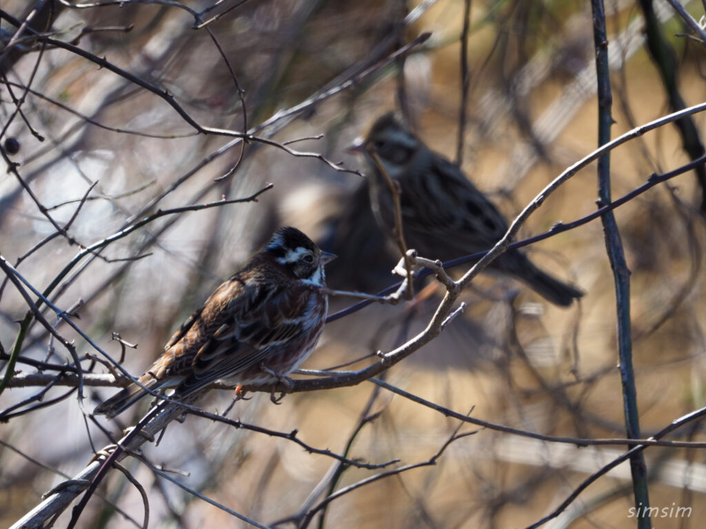 秋ヶ瀬公園カシラダカ