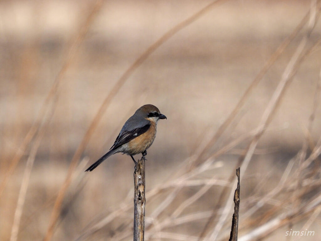 秋ヶ瀬公園モズ