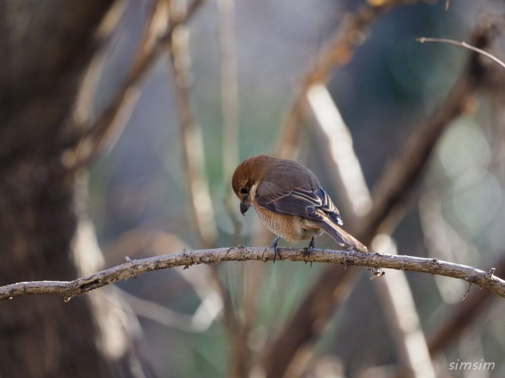 秋ヶ瀬公園モズ