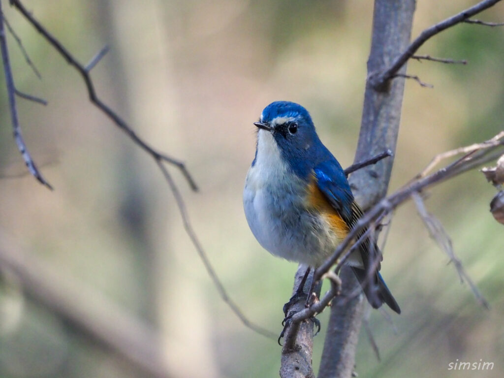 秋ヶ瀬公園ルリビタキ