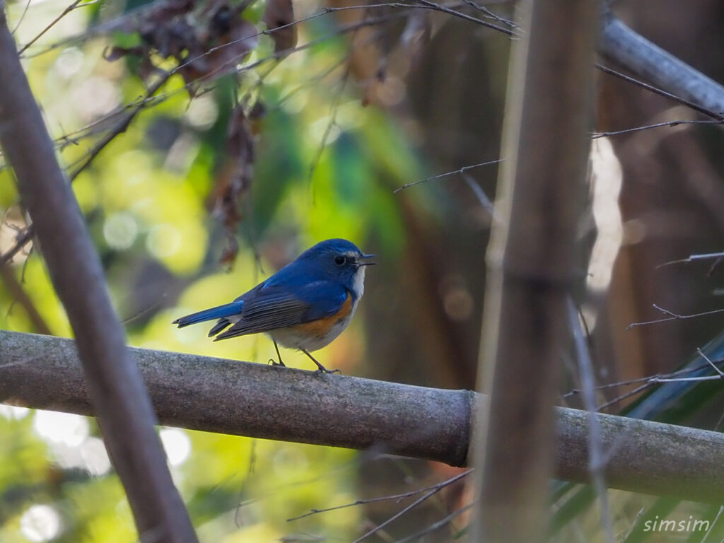 秋ヶ瀬公園ルリビタキ