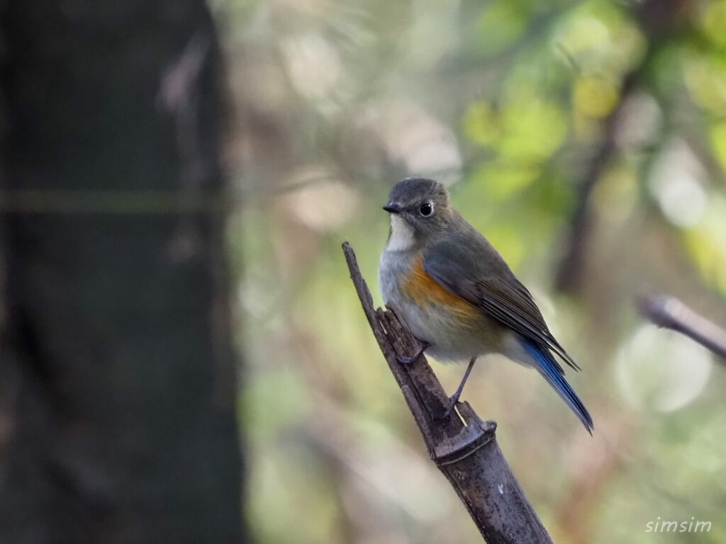 秋ヶ瀬公園ルリビタキ