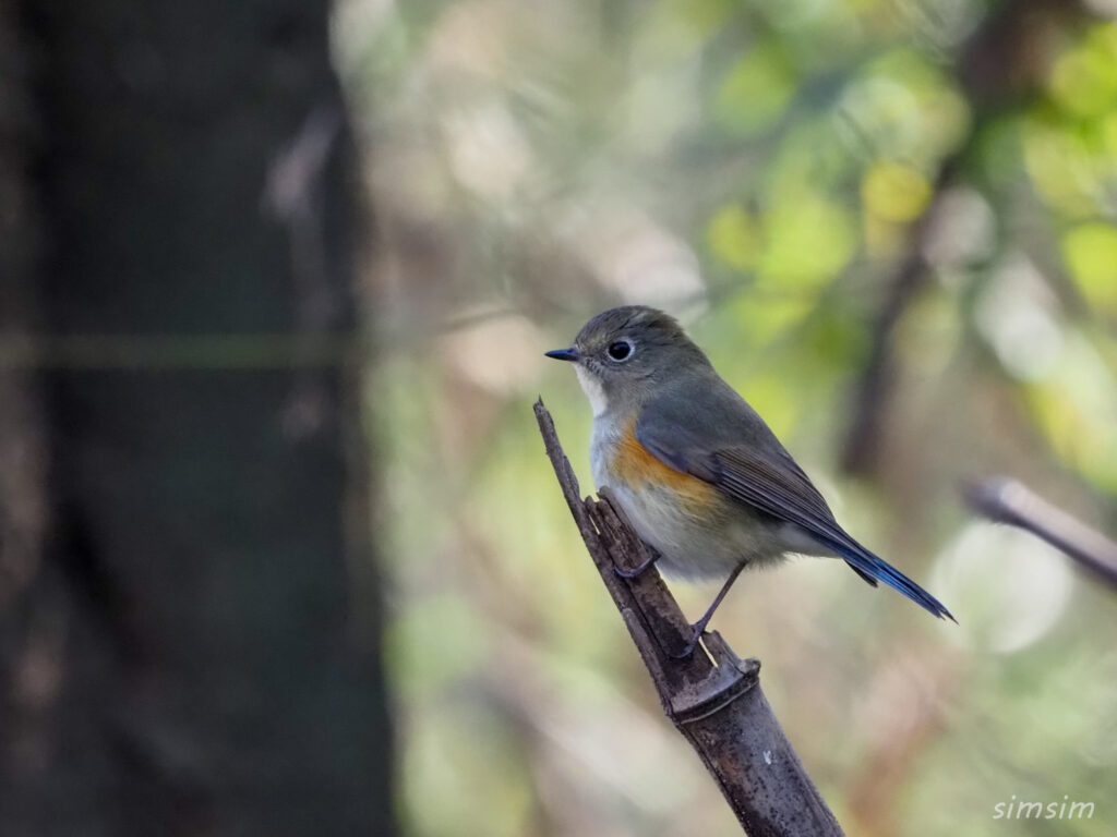 秋ヶ瀬公園ルリビタキ