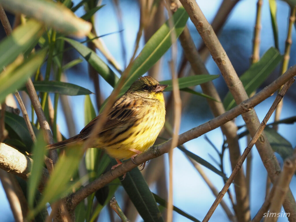 秋ヶ瀬公園アオジ