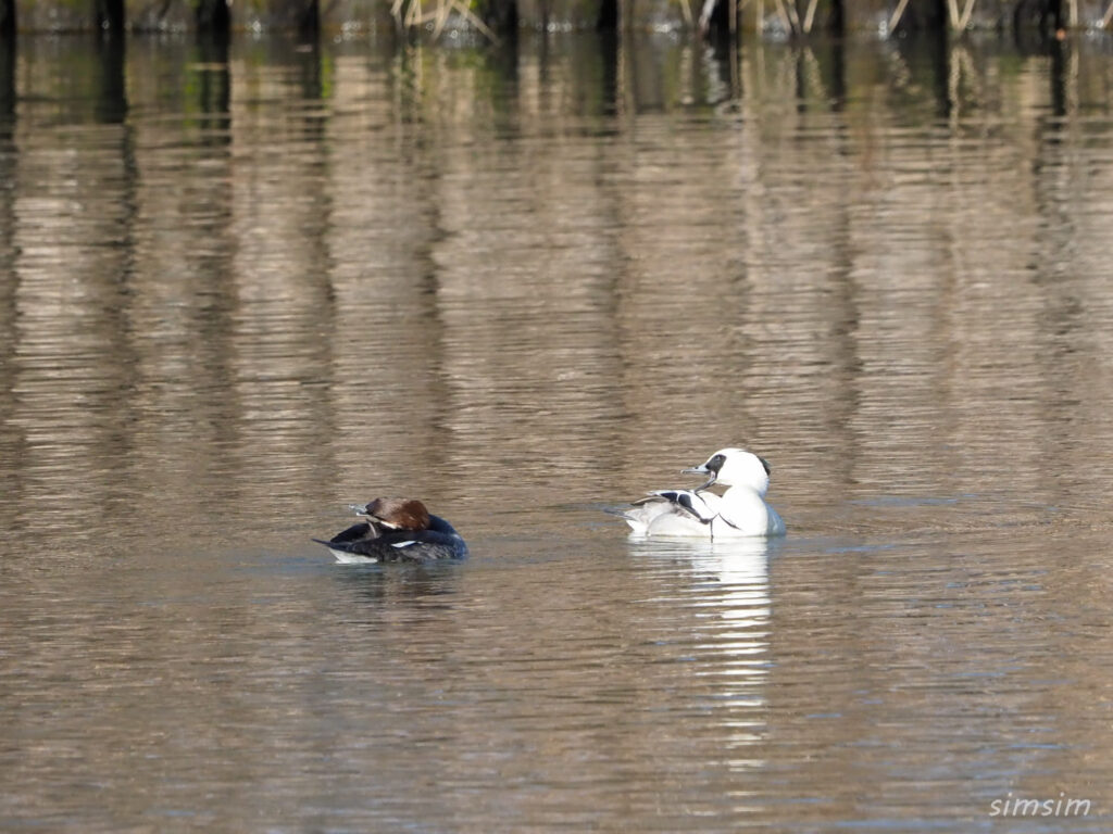 埼玉探鳥ミコアイサ