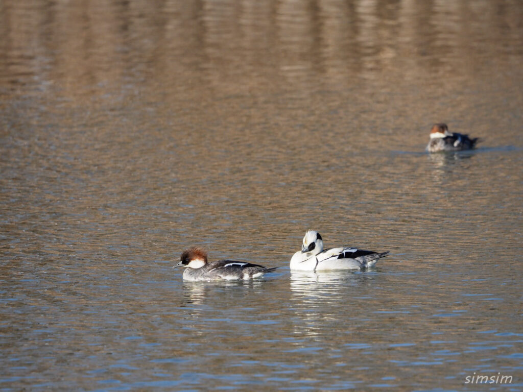 埼玉探鳥ミコアイサ