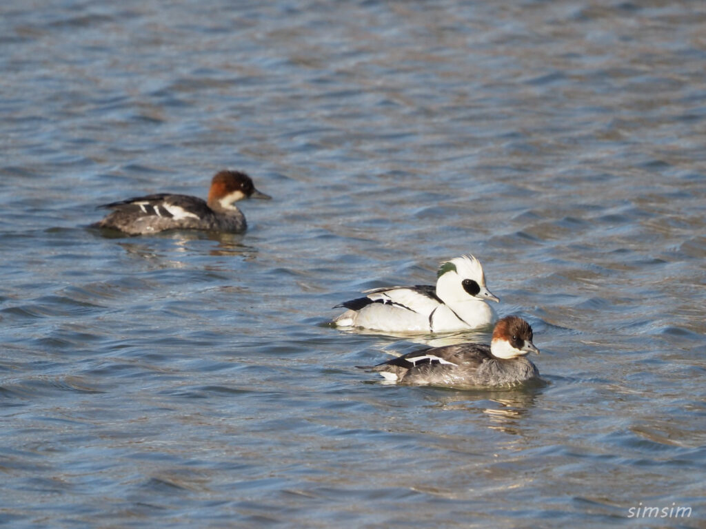 埼玉探鳥ミコアイサ