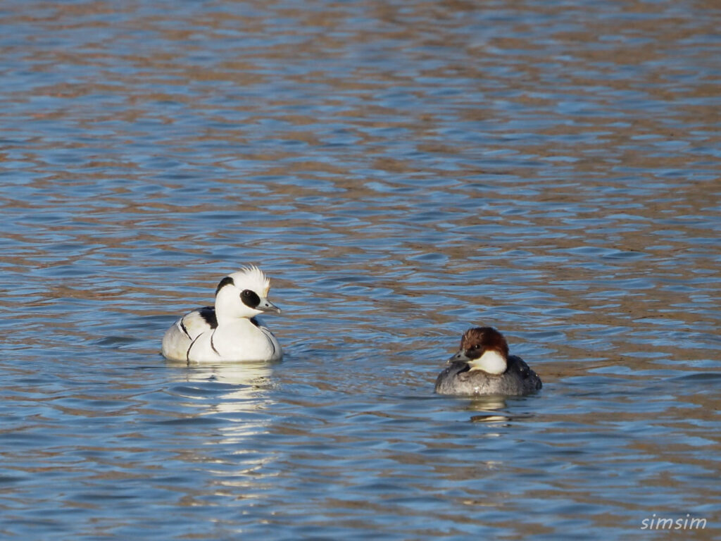 埼玉探鳥ミコアイサ