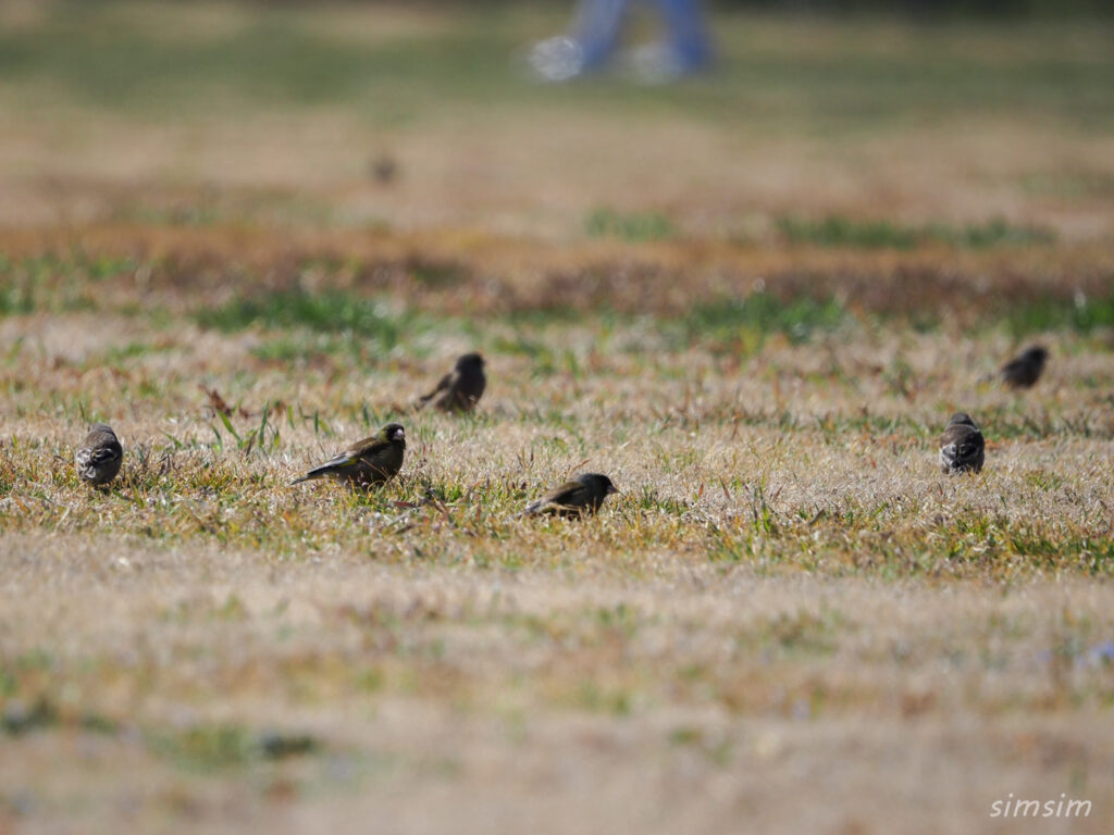 荒川生物生態園カワラヒワ