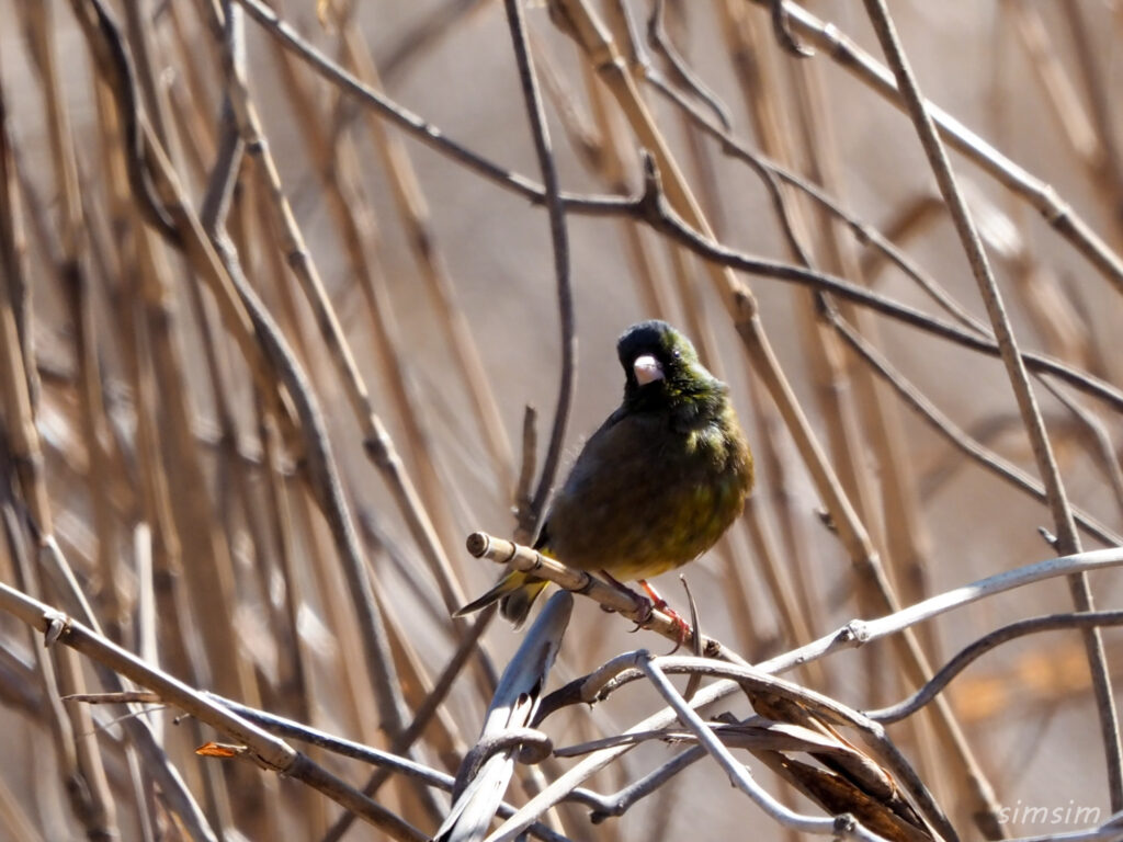 荒川生物生態園カワラヒワ
