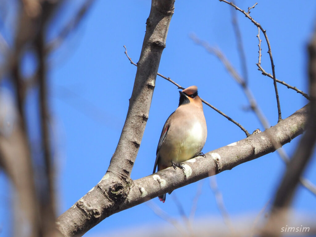 埼玉県公園ヒレンジャク