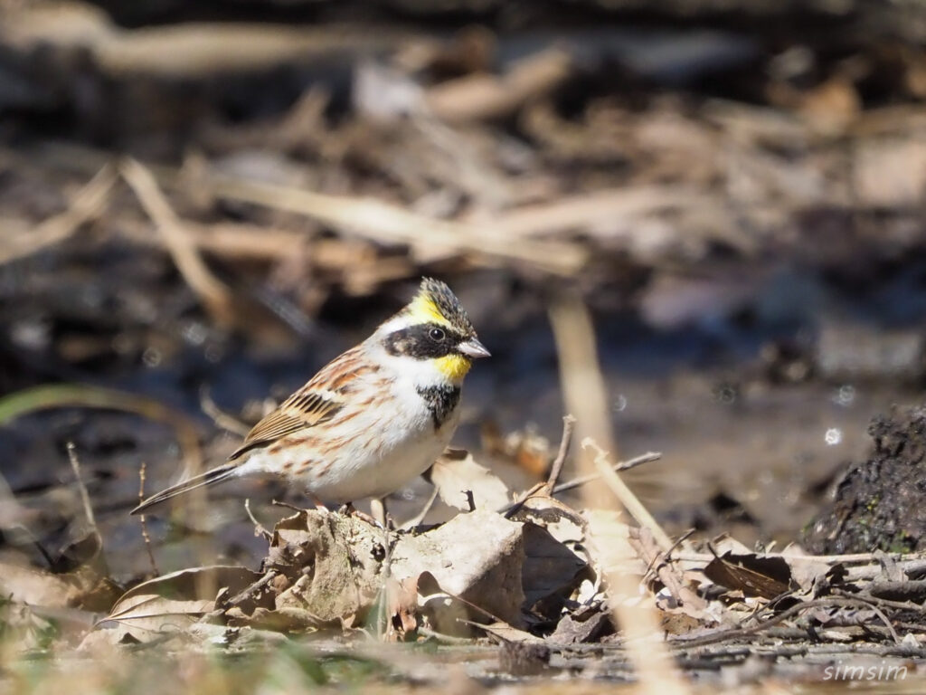 埼玉県公園ミヤマホオジロ