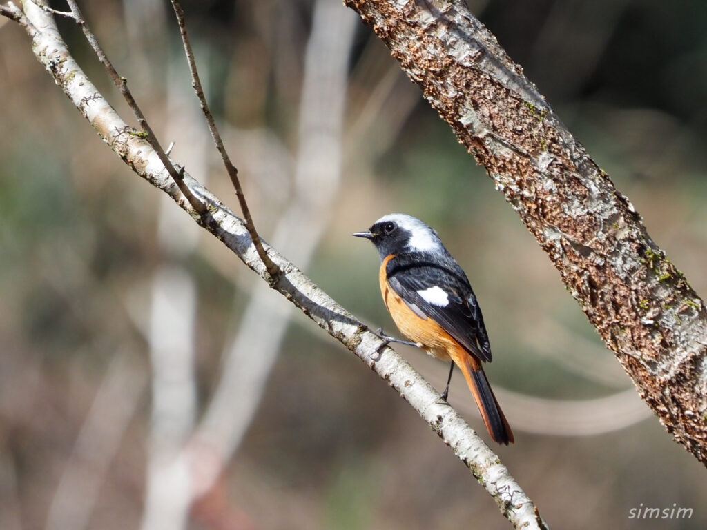高尾ジョウビタキ