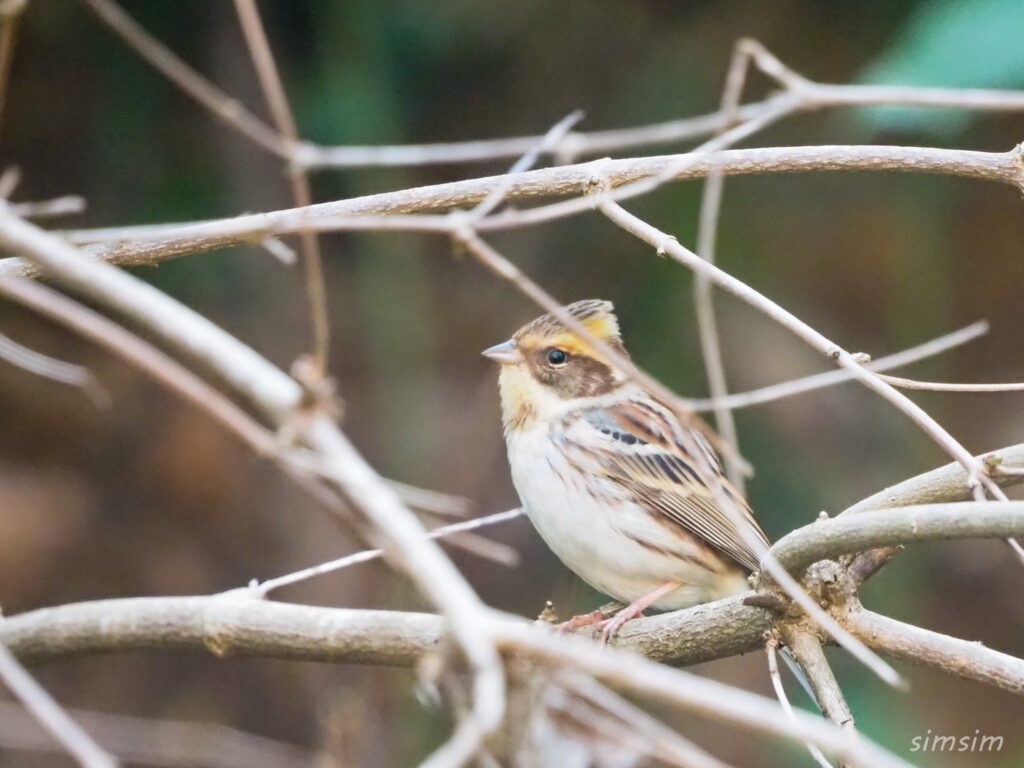 高尾ミヤマホオジロ