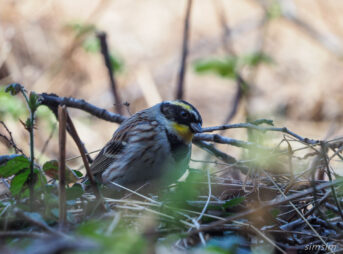 高尾ミヤマホオジロ