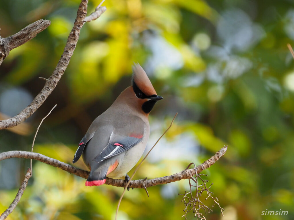東京公園ヒレンジャク