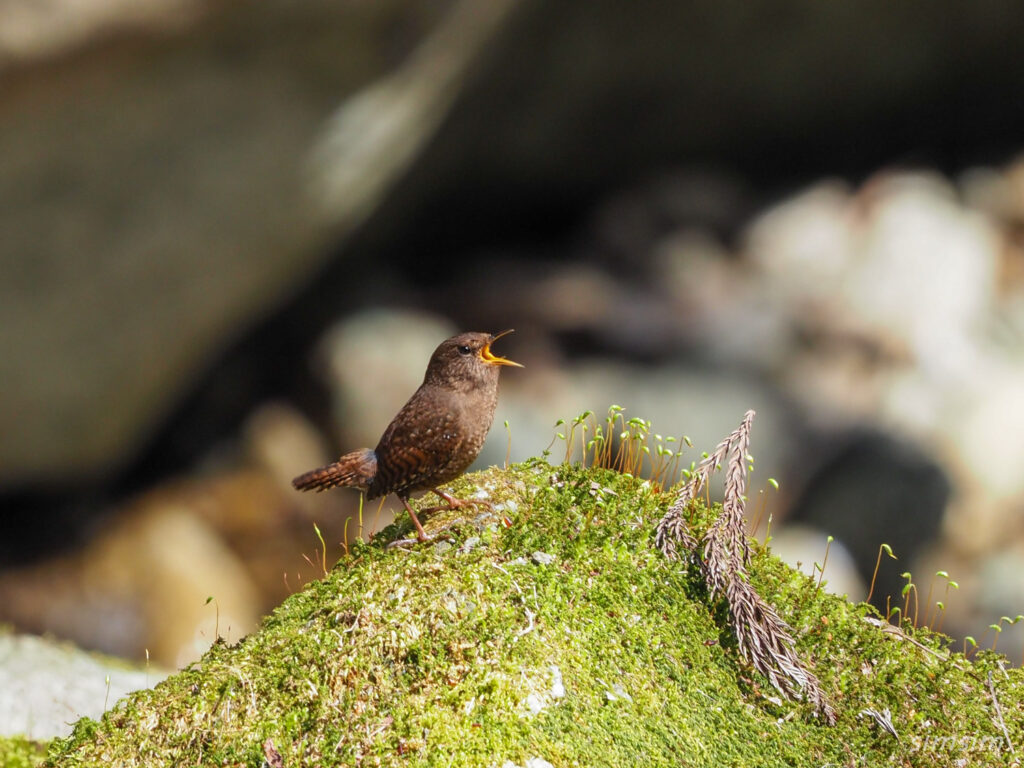 不動尻ミソサザイ