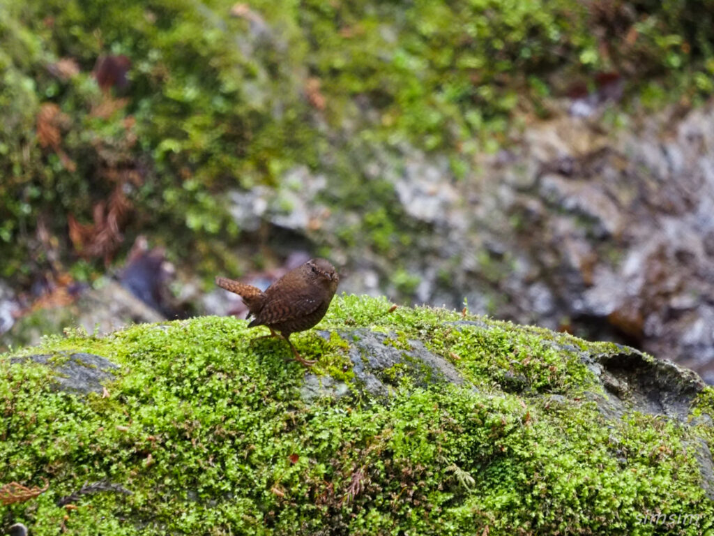 不動尻ミソサザイ