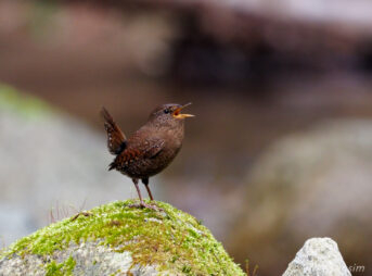 不動尻ミソサザイ