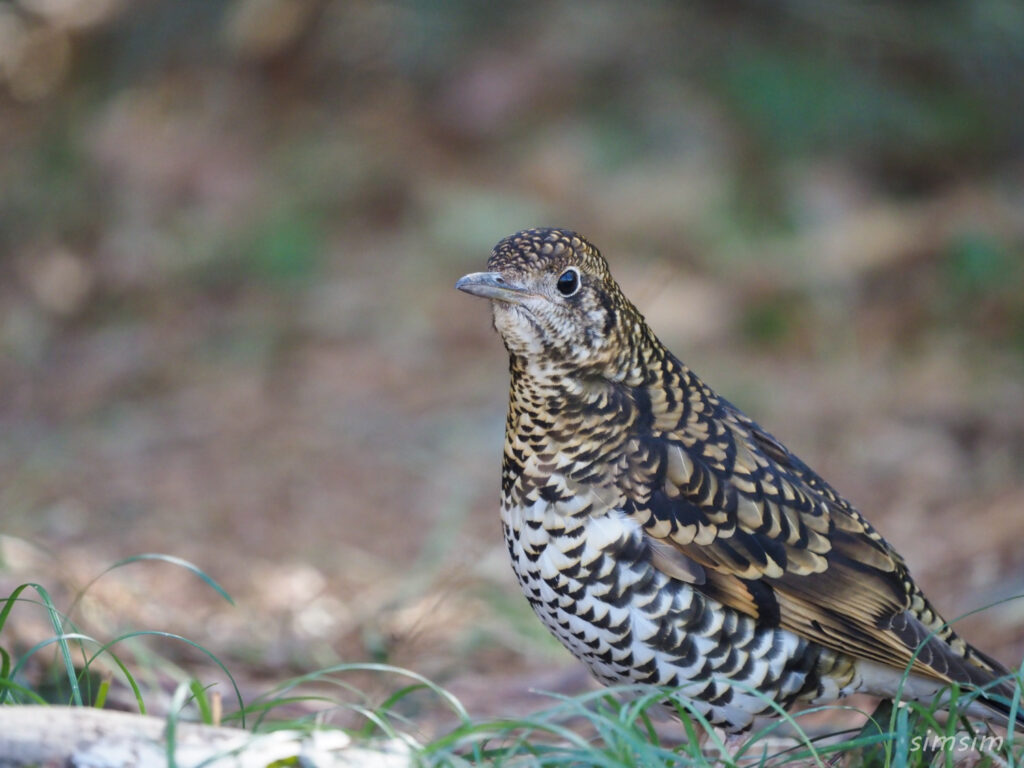 秋ヶ瀬公園トラツグミ