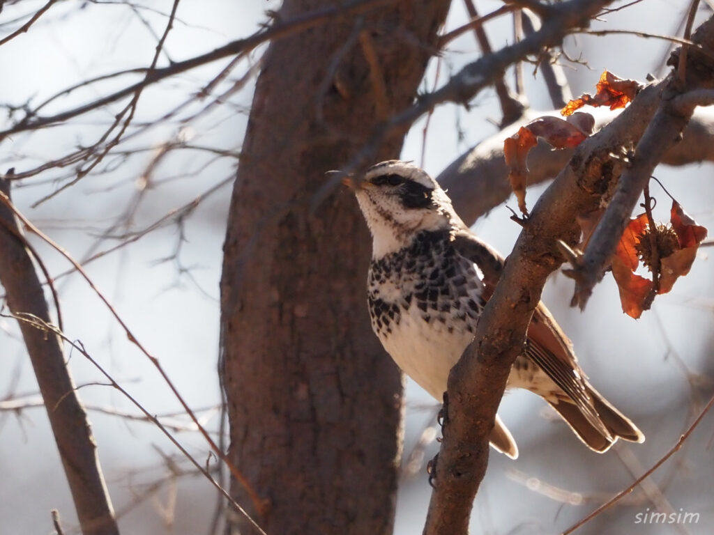 秋ヶ瀬公園ツグミ