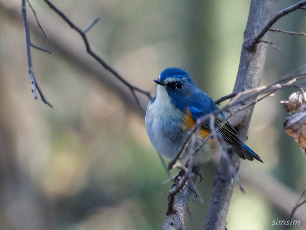 秋ヶ瀬公園ルリビタキ