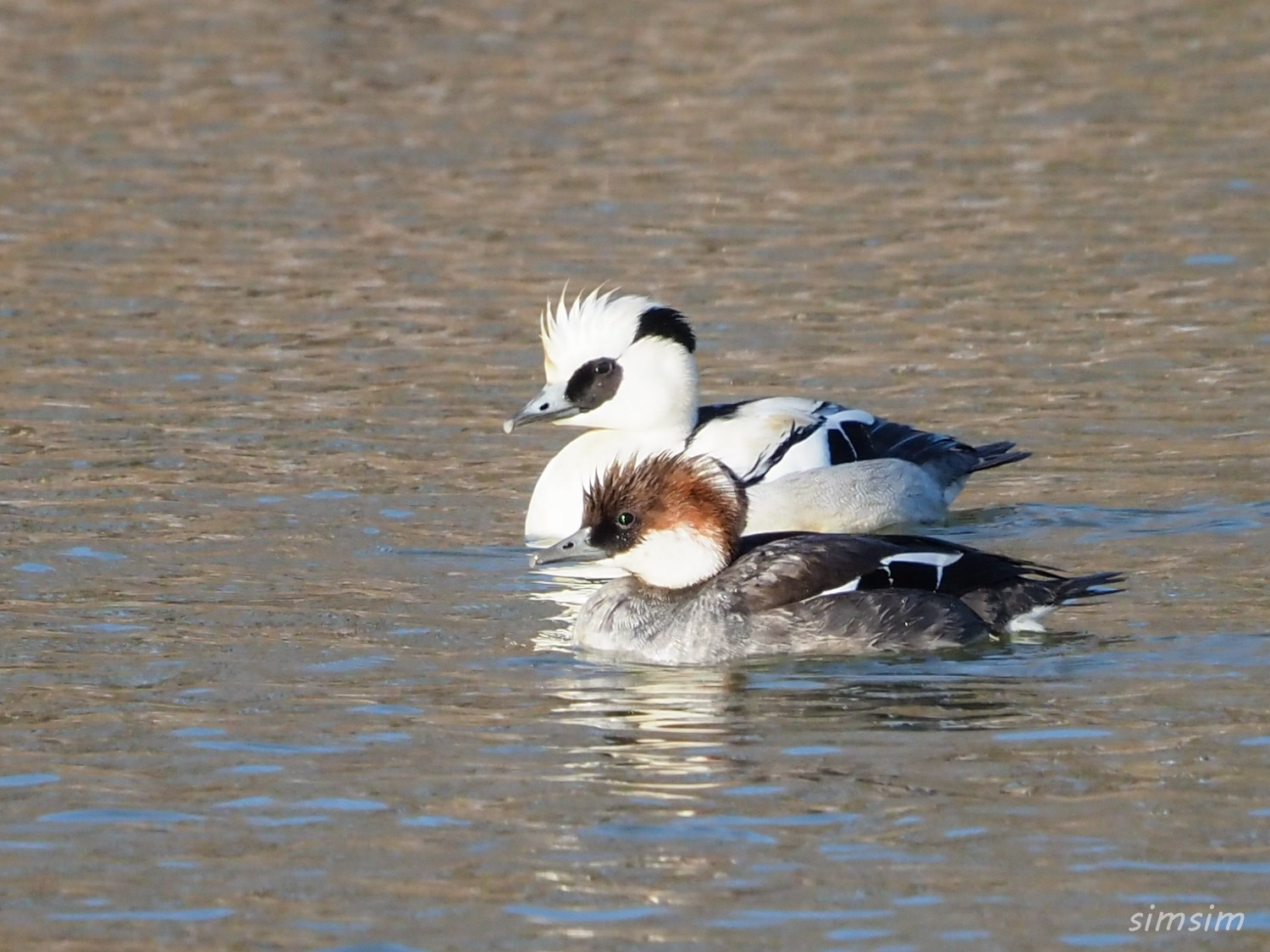 埼玉探鳥ミコアイサ