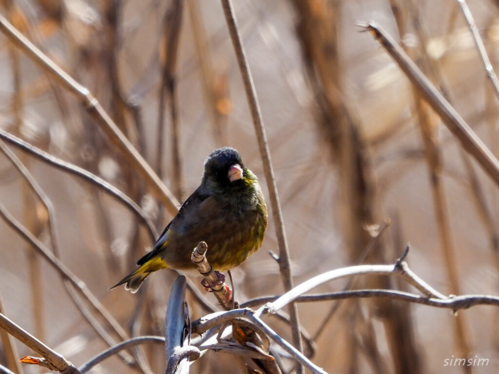 荒川生物生態園カワラヒワ