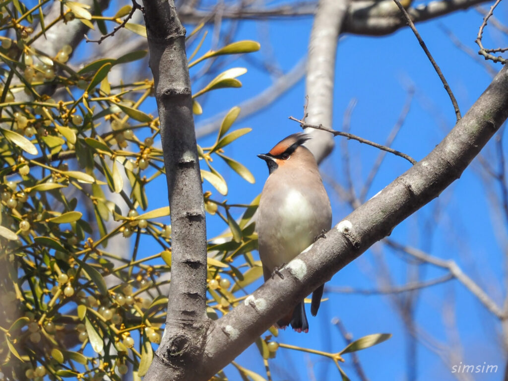 埼玉県公園ヒレンジャク