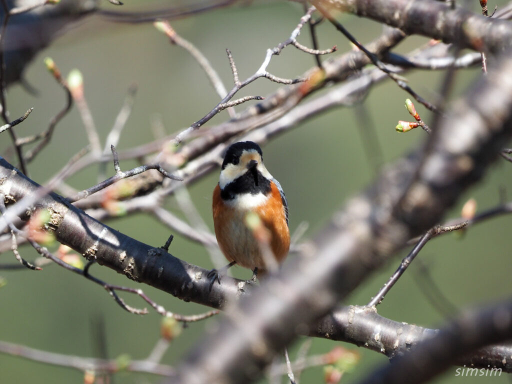 真木お伊勢山ヤマガラ