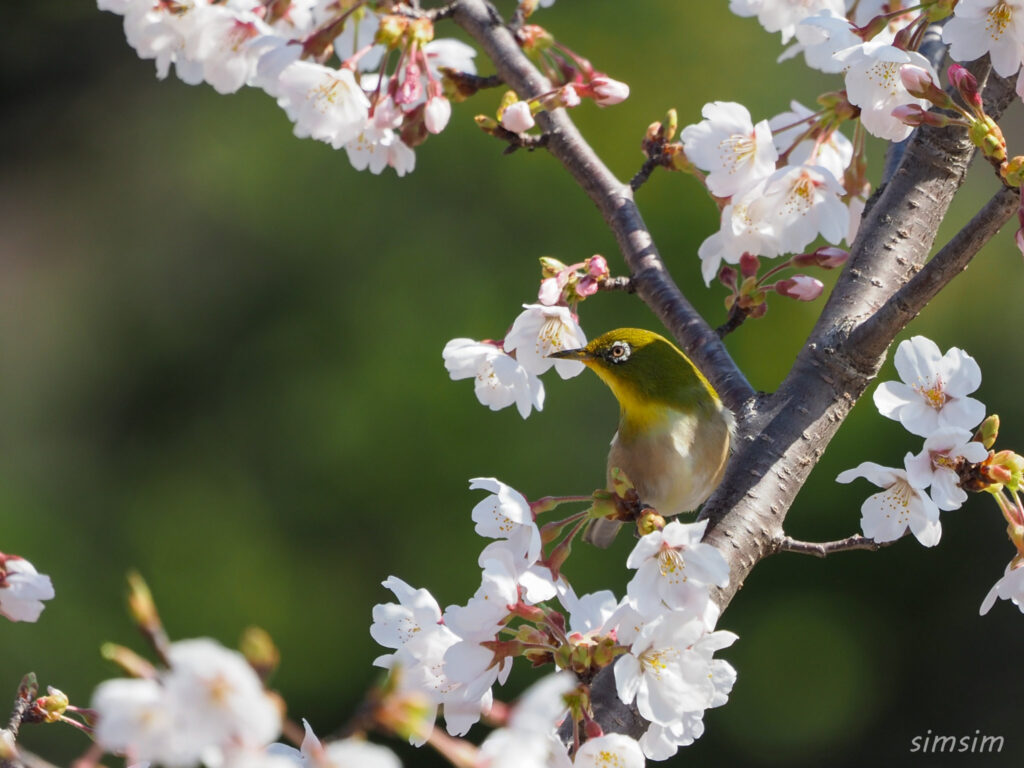 真木お伊勢山メジロ
