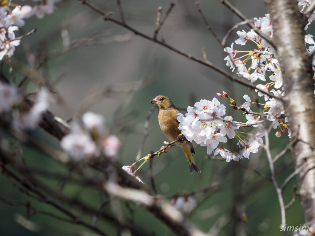 真木お伊勢山カワラヒワ