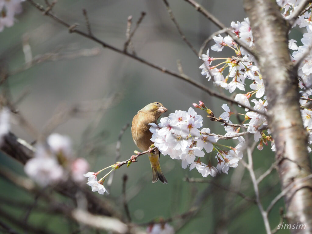 真木お伊勢山カワラヒワ