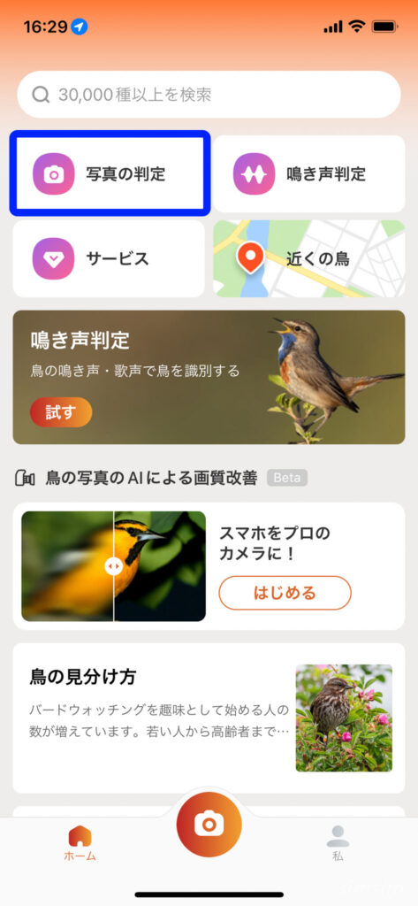 PictureBird