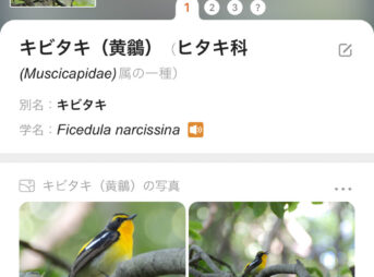 PictureBird