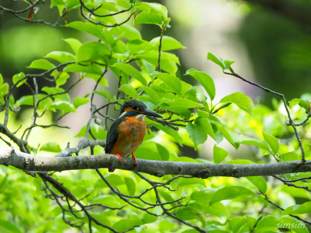 石神井公園カワセミ