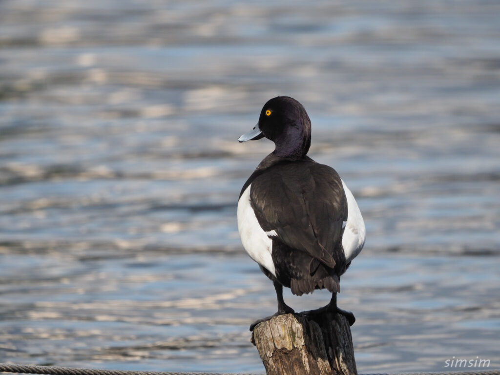 石神井公園キンクロハジロ