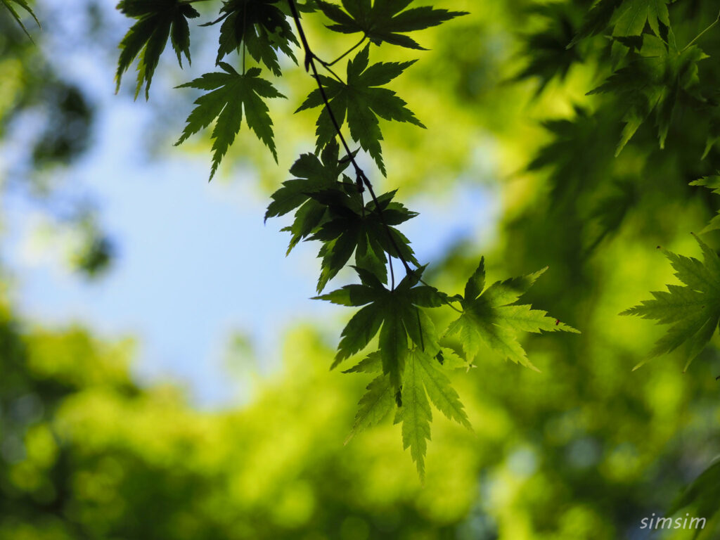 石神井公園新緑