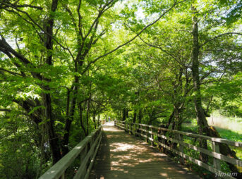 石神井公園新緑