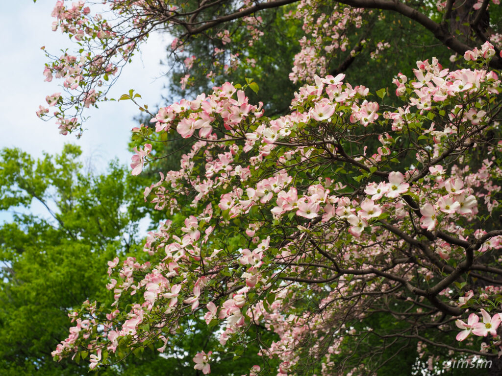 松の風文化公園ハナミズキ